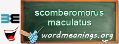 WordMeaning blackboard for scomberomorus maculatus